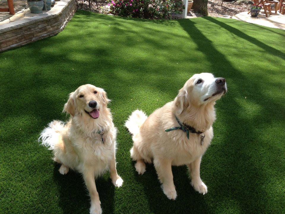 Pet Turf Installation in Kingwood